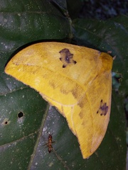 Automeris jucunda