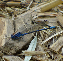 Argia vivida