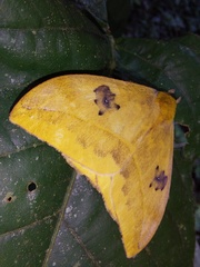 Automeris jucunda