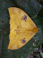 Automeris jucunda