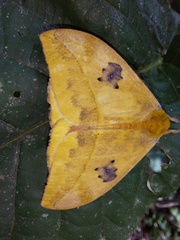 Automeris jucunda