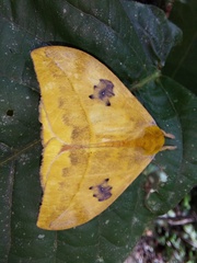 Automeris jucunda