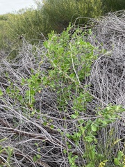 Muehlenbeckia adpressa