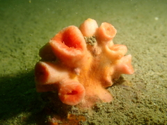 Cladopsammia eguchii