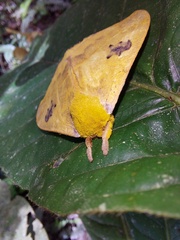 Automeris jucunda
