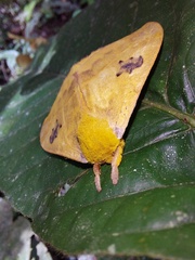 Automeris jucunda