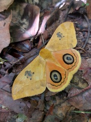 Automeris jucunda