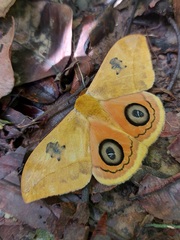 Automeris jucunda