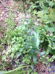 Epilobium glandulosum