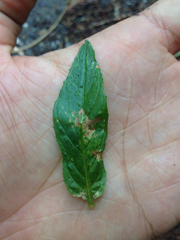 Epilobium glandulosum