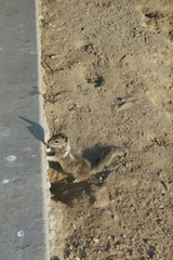 Otospermophilus beecheyi