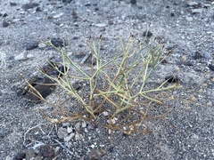 Chaetadelpha wheeleri