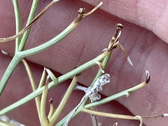 Chaetadelpha wheeleri