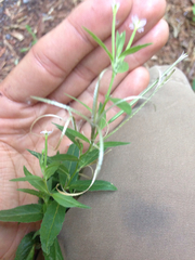 Epilobium glandulosum