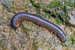 Rhinocricidae
