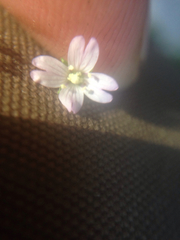 Epilobium glandulosum