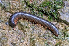 Rhinocricidae