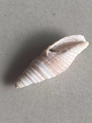 Mitridae