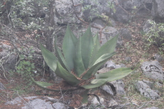 Agave salmiana crassispina