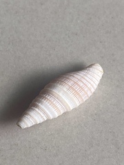 Mitridae
