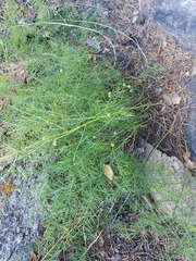 Asparagus burjaticus