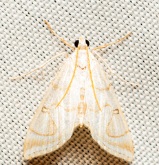 Neurophyseta