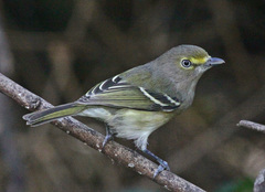 White-Eyed Vireo photo 4