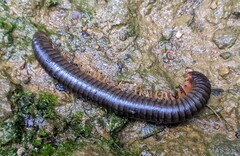 Rhinocricidae