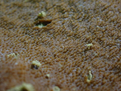 Psammocora nierstraszi