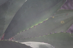 Agave salmiana crassispina