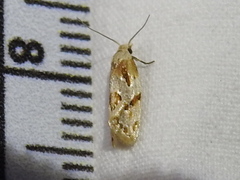 Aethes seriatana
