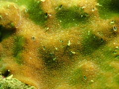 Psammocora nierstraszi