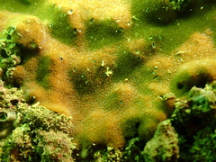 Psammocora nierstraszi