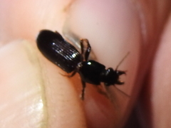 Clivina