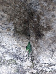 Asplenium ruprechtii