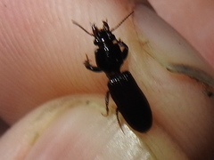 Clivina