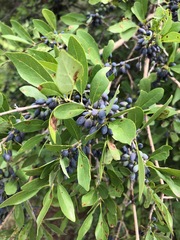 Forestiera pubescens pubescens