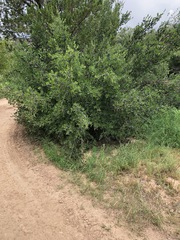 Forestiera pubescens pubescens