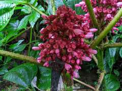 Miconia platyphylla