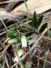 Conostephium pendulum