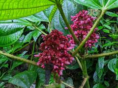 Miconia platyphylla