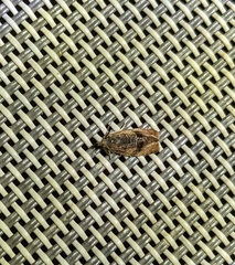 Evora hemidesma