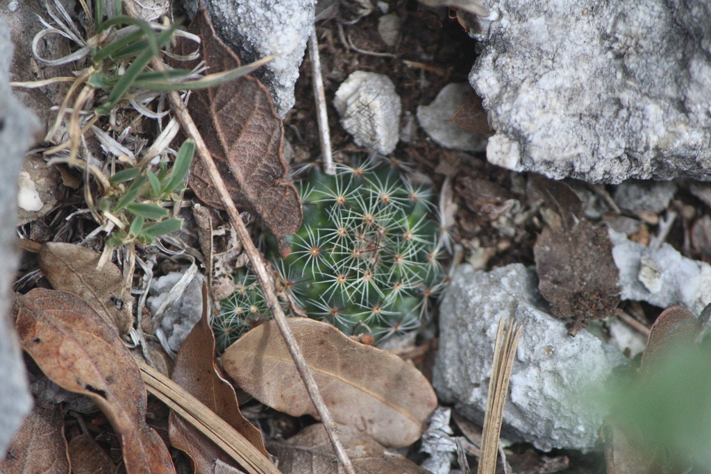 Mammillaria occulta, Cadereyta, Qro., México