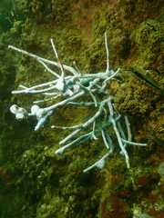 Euplexaura erecta
