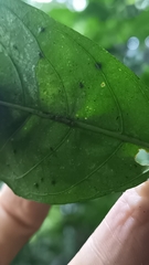 Pavetta hongkongensis