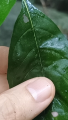 Pavetta hongkongensis