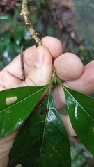 Pavetta hongkongensis