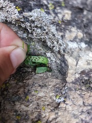 Asplenium ruprechtii