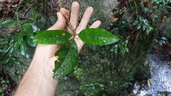 Pavetta hongkongensis