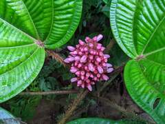 Miconia platyphylla